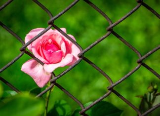 장자의 부자유(不自由)