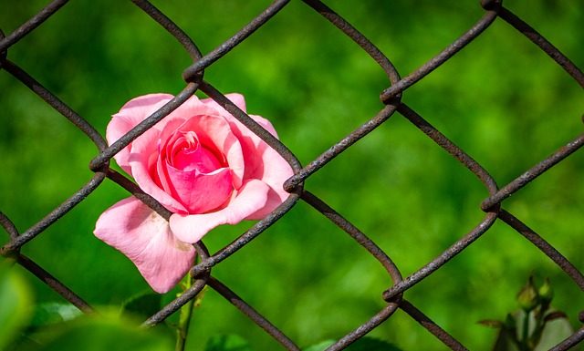 장자의 부자유(不自由)