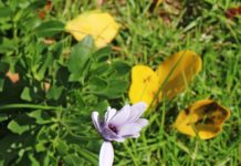 “너희는 은혜로 구원을 받은 것이라”