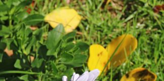 “너희는 은혜로 구원을 받은 것이라”