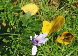 “너희는 은혜로 구원을 받은 것이라”