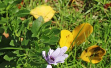 “너희는 은혜로 구원을 받은 것이라”