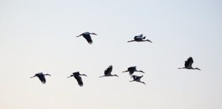 자다가 나는 새가 더 멀리 간다