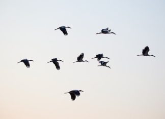 자다가 나는 새가 더 멀리 간다