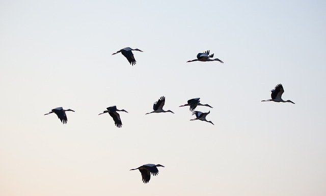 자다가 나는 새가 더 멀리 간다