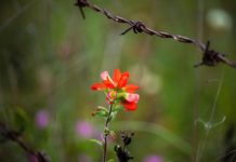 독일 통일에 비추어본 북한선교 전략