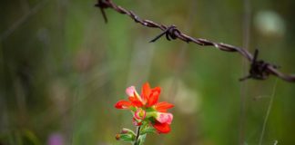 독일 통일에 비추어본 북한선교 전략