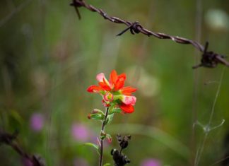 독일 통일에 비추어본 북한선교 전략