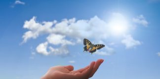 호접지몽(胡蝶之夢)