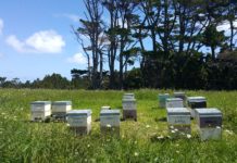 하늘이 짓는 농사, 꿀벌의 사계절을 살펴 봐