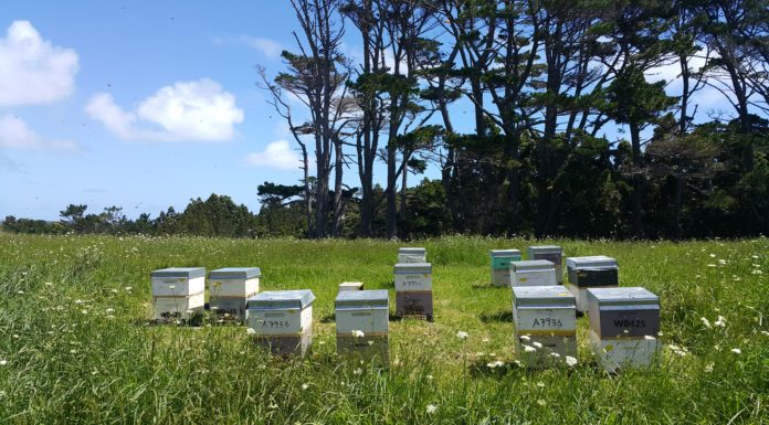 하늘이 짓는 농사, 꿀벌의 사계절을 살펴 봐