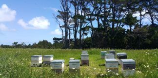 골든비즈(GoldenBeez) 취지와 목적