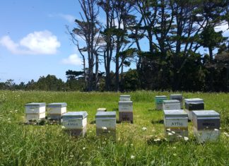 골든비즈(GoldenBeez) 취지와 목적