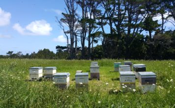 골든비즈(GoldenBeez) 취지와 목적