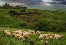 목자를 신뢰하면서 누리는 풍성한 행복