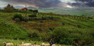 목자를 신뢰하면서 누리는 풍성한 행복