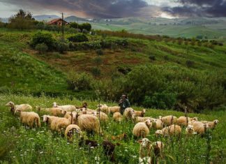 목자를 신뢰하면서 누리는 풍성한 행복