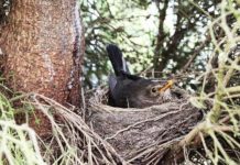 뱁새는 뻐꾸기알도 품는다