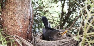 뱁새는 뻐꾸기알도 품는다