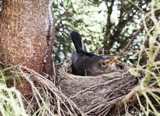 뱁새는 뻐꾸기알도 품는다