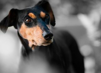 죽은 개 같은 나