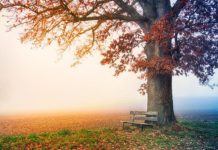 명의 운행(命之行) – 부득이(不得已)