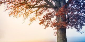 명의 운행(命之行) – 부득이(不得已)