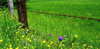 북한지역 일대 선교 역사-서구 개신교 선교사의 활동