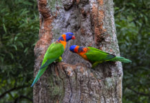 봄 날에 가고 싶다-오클랜드 동물원