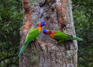봄 날에 가고 싶다-오클랜드 동물원