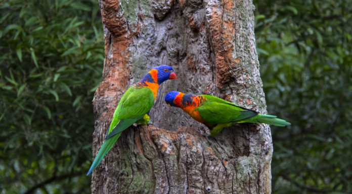 봄 날에 가고 싶다-오클랜드 동물원