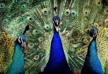 돋보이고 싶어서