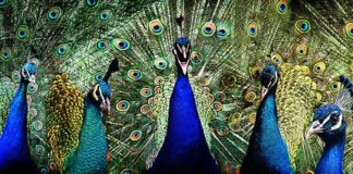 돋보이고 싶어서