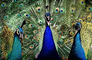 돋보이고 싶어서