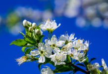 살구꽃이 필 때면