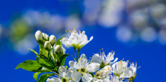 살구꽃이 필 때면