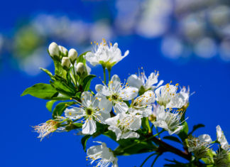 살구꽃이 필 때면
