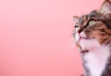 졸졸 민폐 두부