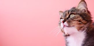 졸졸 민폐 두부