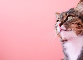 졸졸 민폐 두부