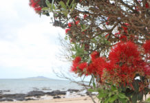 2022년 뉴질랜드 한인 교계 총정리