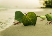 “개미의 지혜”