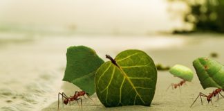 “개미의 지혜”