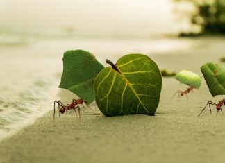 “개미의 지혜”