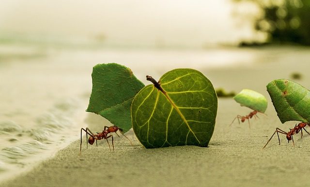 “개미의 지혜”
