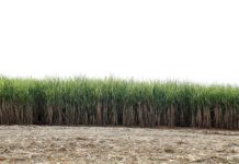 사탕수수밭 5만 평