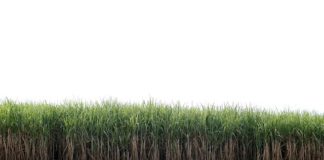 사탕수수밭 5만 평