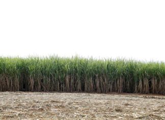 사탕수수밭 5만 평