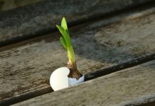 사망에게 사망선고를 내리다