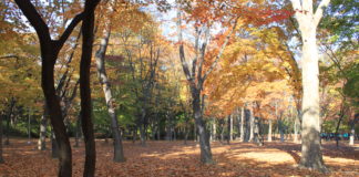 거기 그녀는 빌려온 사람처럼 낯설게 서 있습니다